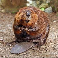 Маня Маклауд
