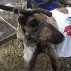 Олень Харук